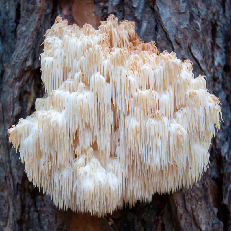 Here’s a suggested alt textClose-up of a Lion’s Mane mushroom, featuring its distinctive white, cascading tendrils resembling a lion’s mane, highlighting its unique appearance and association with health benefits.