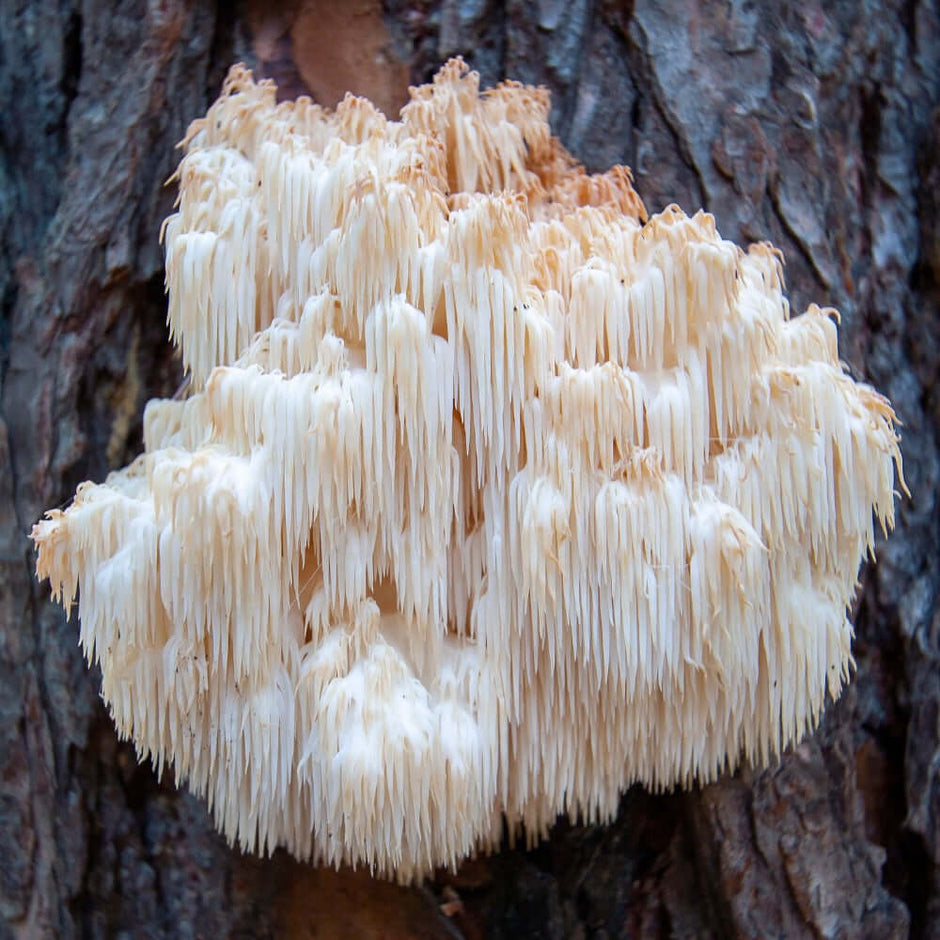 Here’s a suggested alt textClose-up of a Lion’s Mane mushroom, featuring its distinctive white, cascading tendrils resembling a lion’s mane, highlighting its unique appearance and association with health benefits.