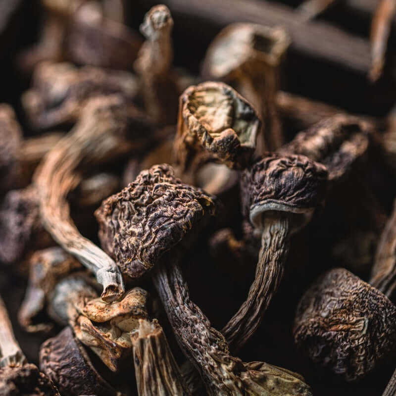 Here’s suggested alt text forA selection of dried medicinal mushrooms displayed in a natural arrangement, highlighting their earthy tones and intricate textures, commonly used in functional health and wellness practices.