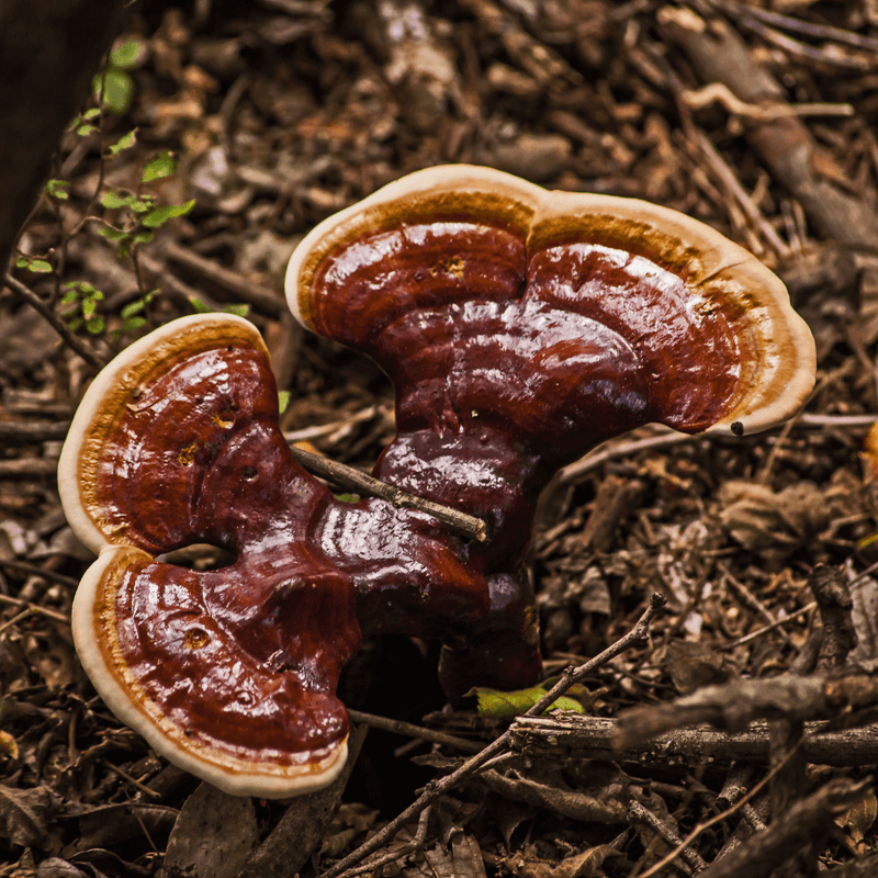 Close-up of vibrant Reishi mushrooms growing on a forest floor, showcasing their distinctive red and orange hues and natural texture, used for their potential health benefits in reducing stress and improving well-being.