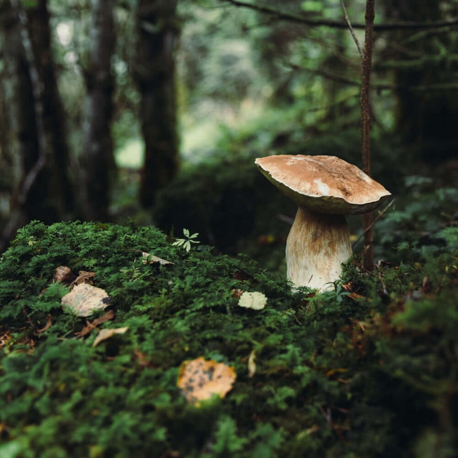 Here’sA pristine forest floor with a wild mushroom growing amidst lush greenery, symbolising the natural and organic sourcing of Medshrum’s premium mushroom supplements.