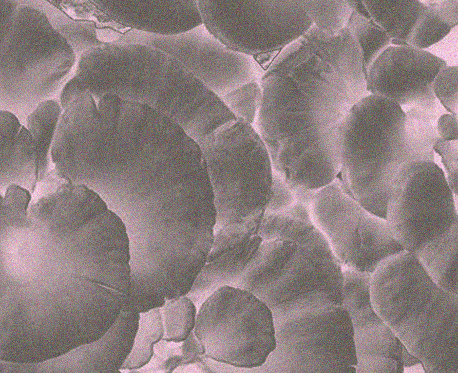 Close-up image of maitake mushrooms (Grifola frondosa), showcasing their unique frilled appearance and light brown colour, emphasising their immune-boosting properties and health benefits.