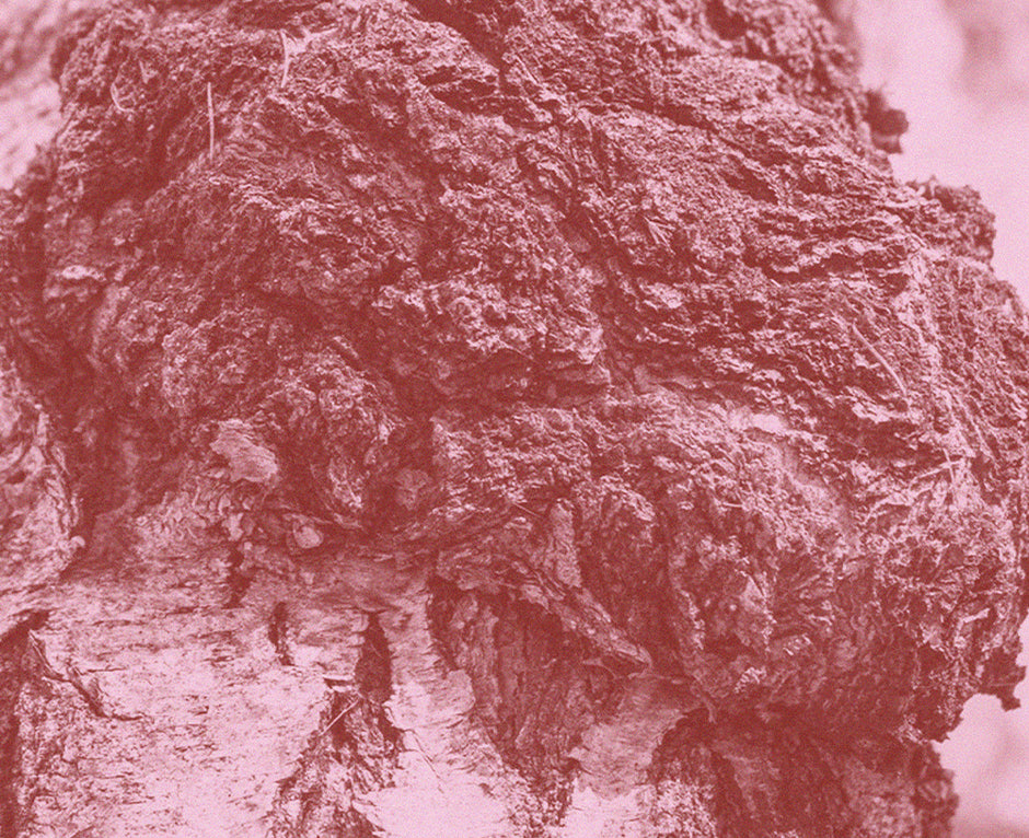 Close-up image of chaga (Inonotus obliquus), a dark, irregularly shaped fungus commonly found on birch trees. The texture appears rough and rugged, with a mix of dark brown and orange hues, showcasing its unique organic appearance.