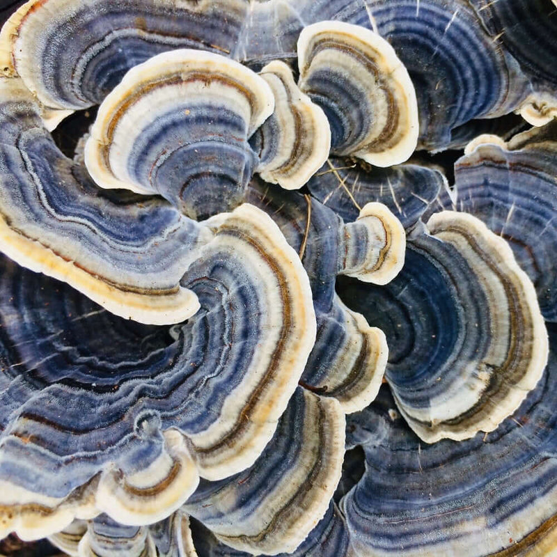 Here’s a suggested altClose-up of Turkey Tail mushrooms showcasing their vibrant, multi-coloured concentric rings and unique fan-shaped appearance, widely known for their use in traditional medicine and immune-boosting properties.