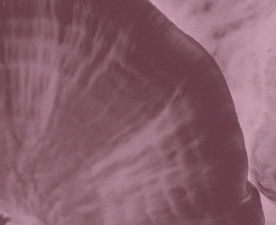 Close-up of Reishi mushroom (Ganoderma Lucidum) showing its unique texture. Known for its immune-boosting, stress-reducing, and sleep-promoting benefits.